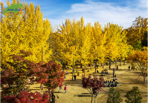 Hướng dẫn viên tiết lộ mẹo săn ảnh đẹp mùa lá vàng Hàn Quốc